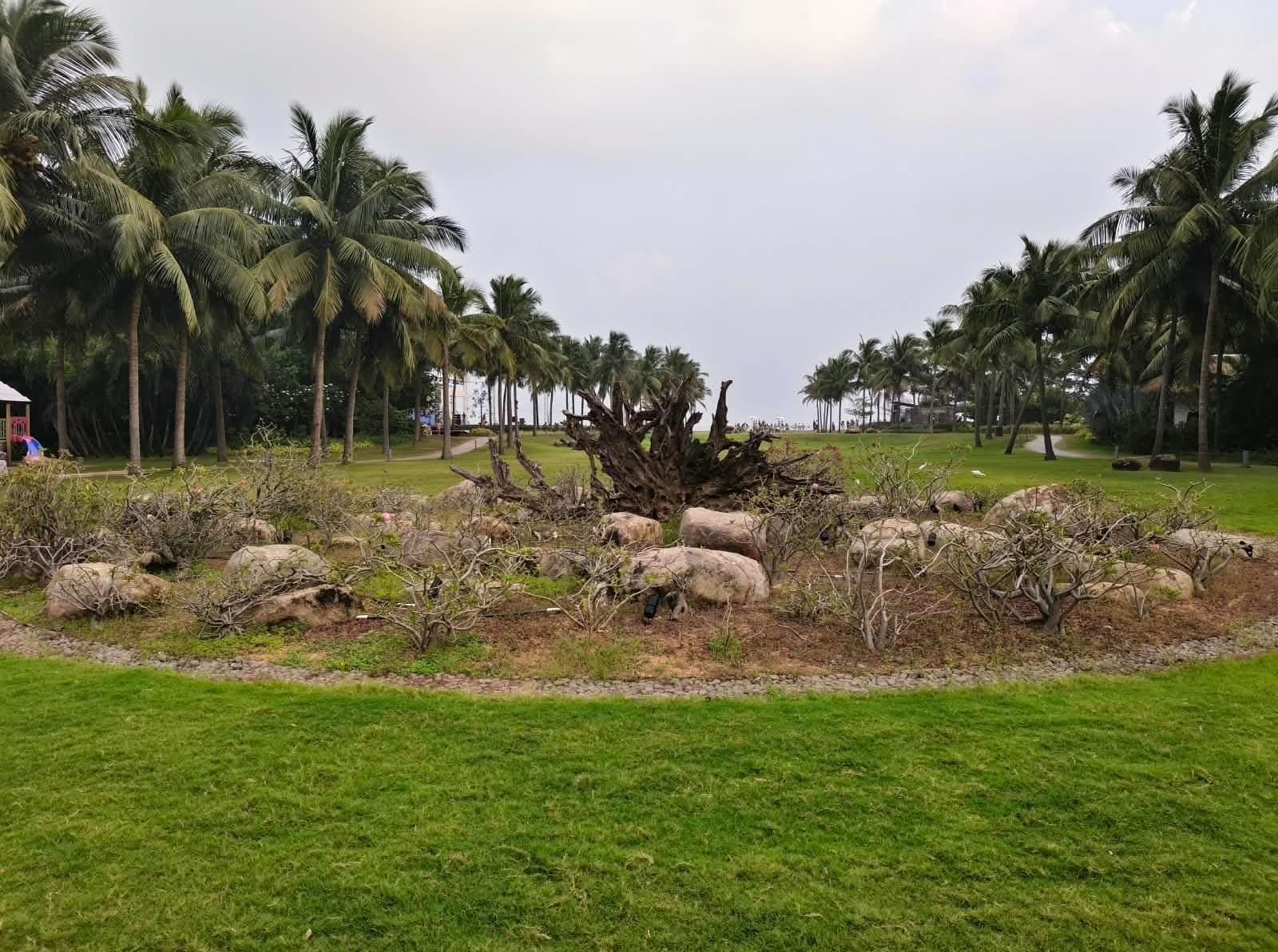 A driftwood sculpture surrounded by rocks and palms on a coastal resort lawn