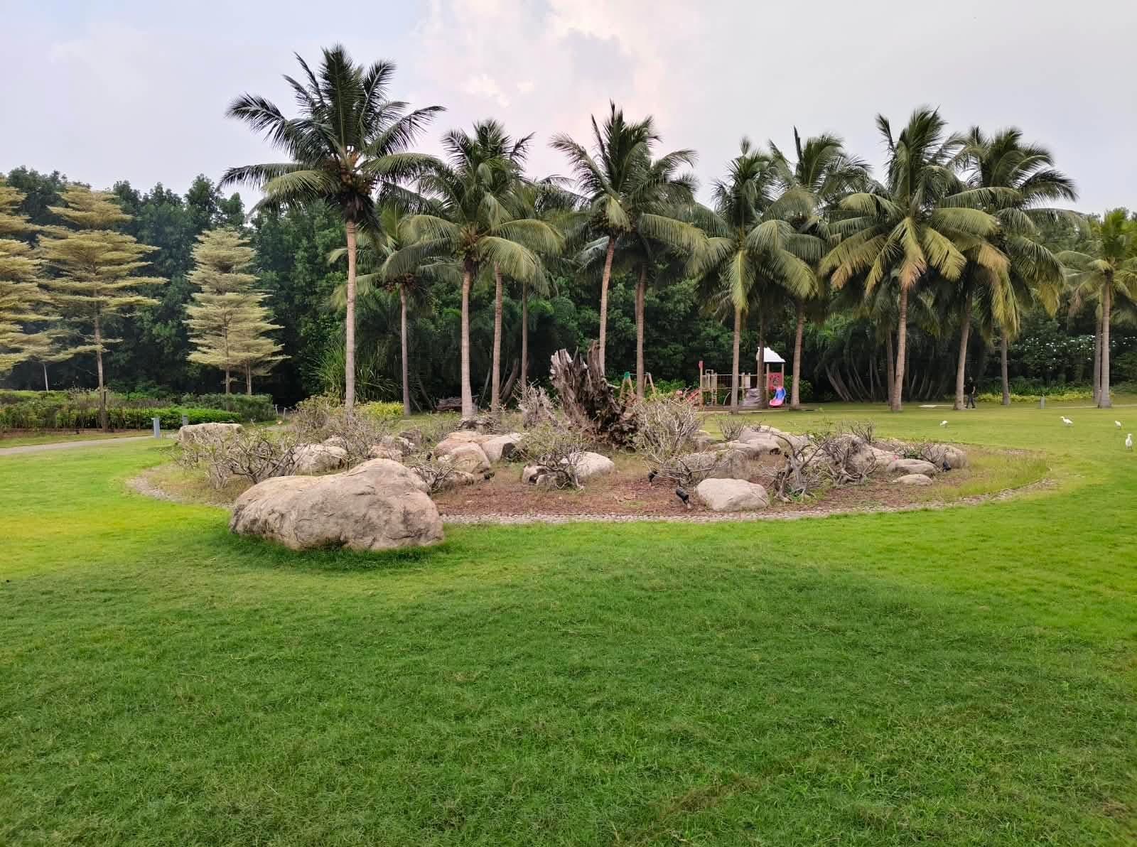A landscaped resort lawn with palm trees and a rock garden feature