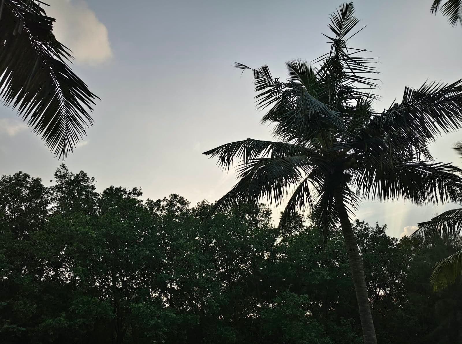Silhouetted palm trees against the evening sky at a coastal resort
