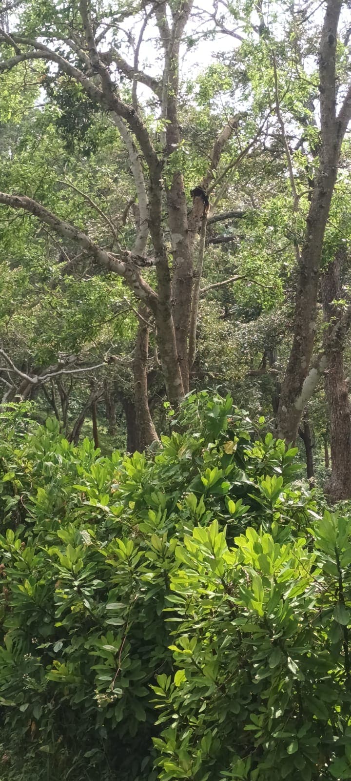 Dense green forest canopy along a wildlife safari trail