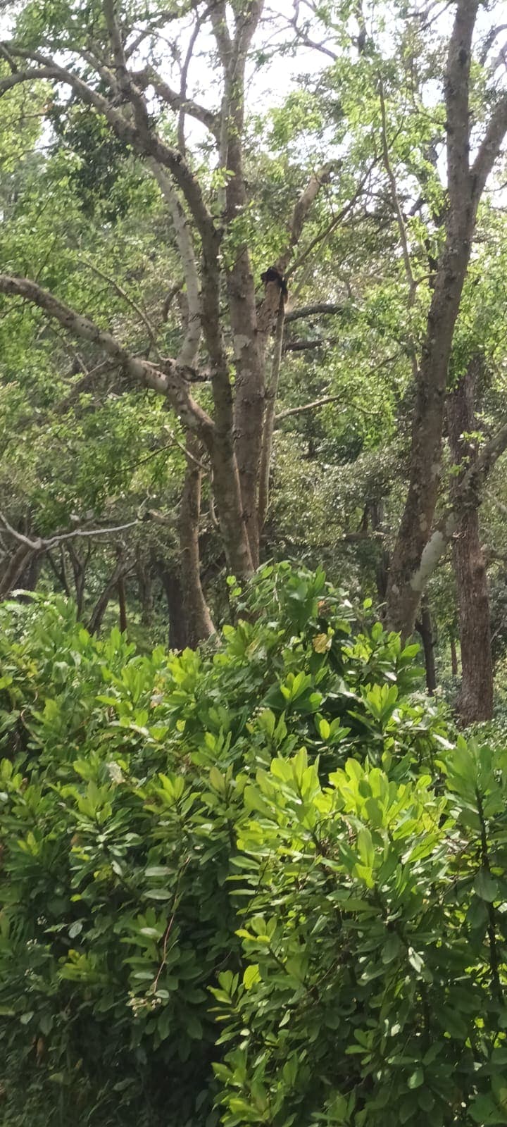 Tall trees and undergrowth lining a forest safari trail