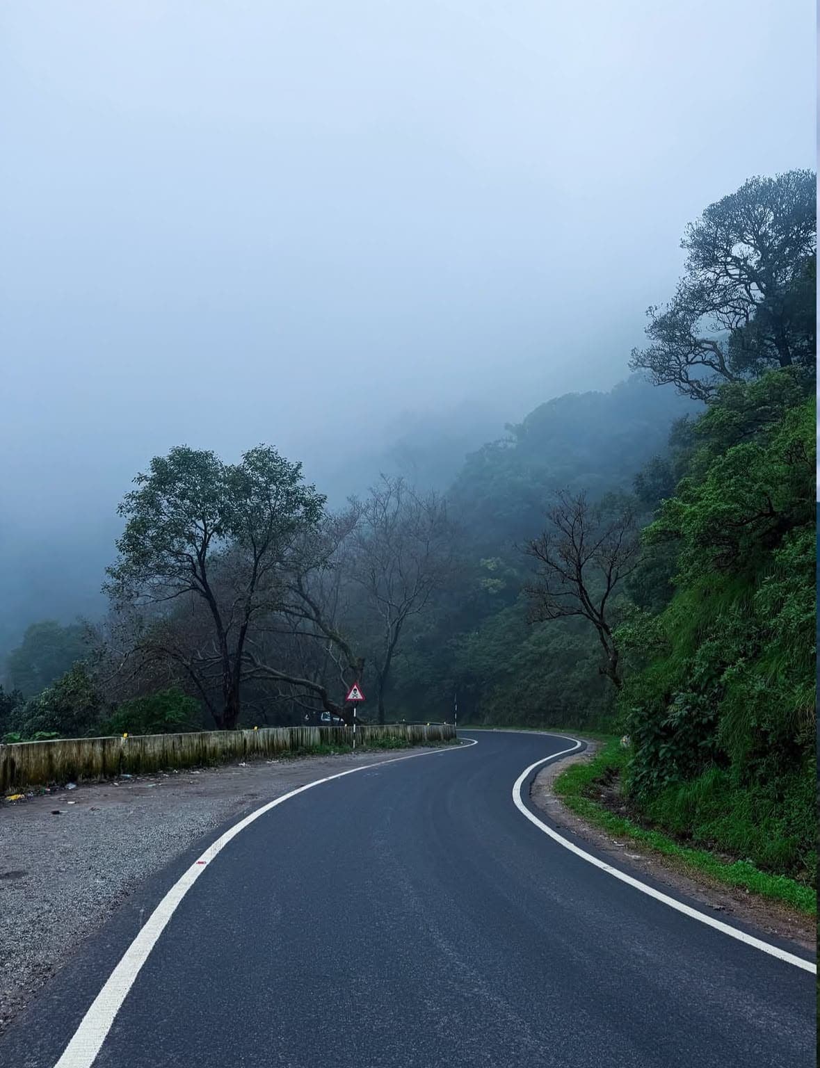 A winding hill road disappearing into thick fog, lined with trees
