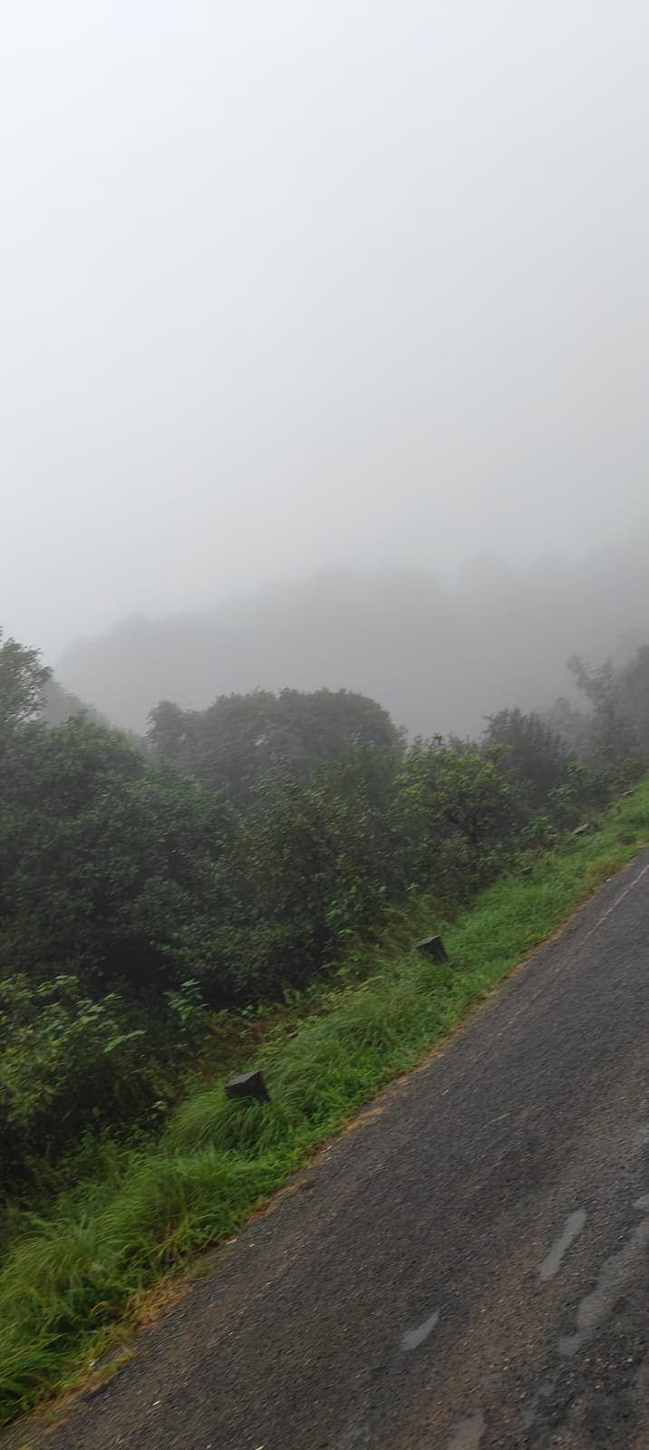 Fog rolling over green hillside shrubs along a mountain road