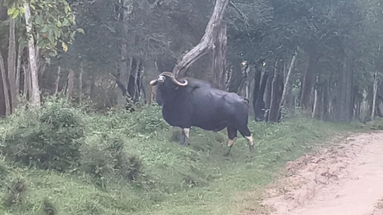 An Indian gaur (Indian bison) standing at the edge of a forest trail