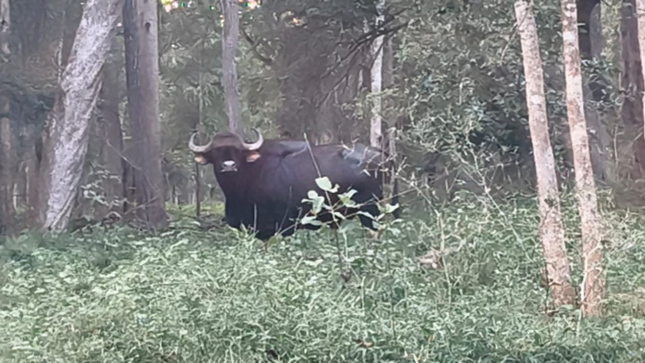 Close-up of an Indian gaur grazing among the trees on a wildlife safari