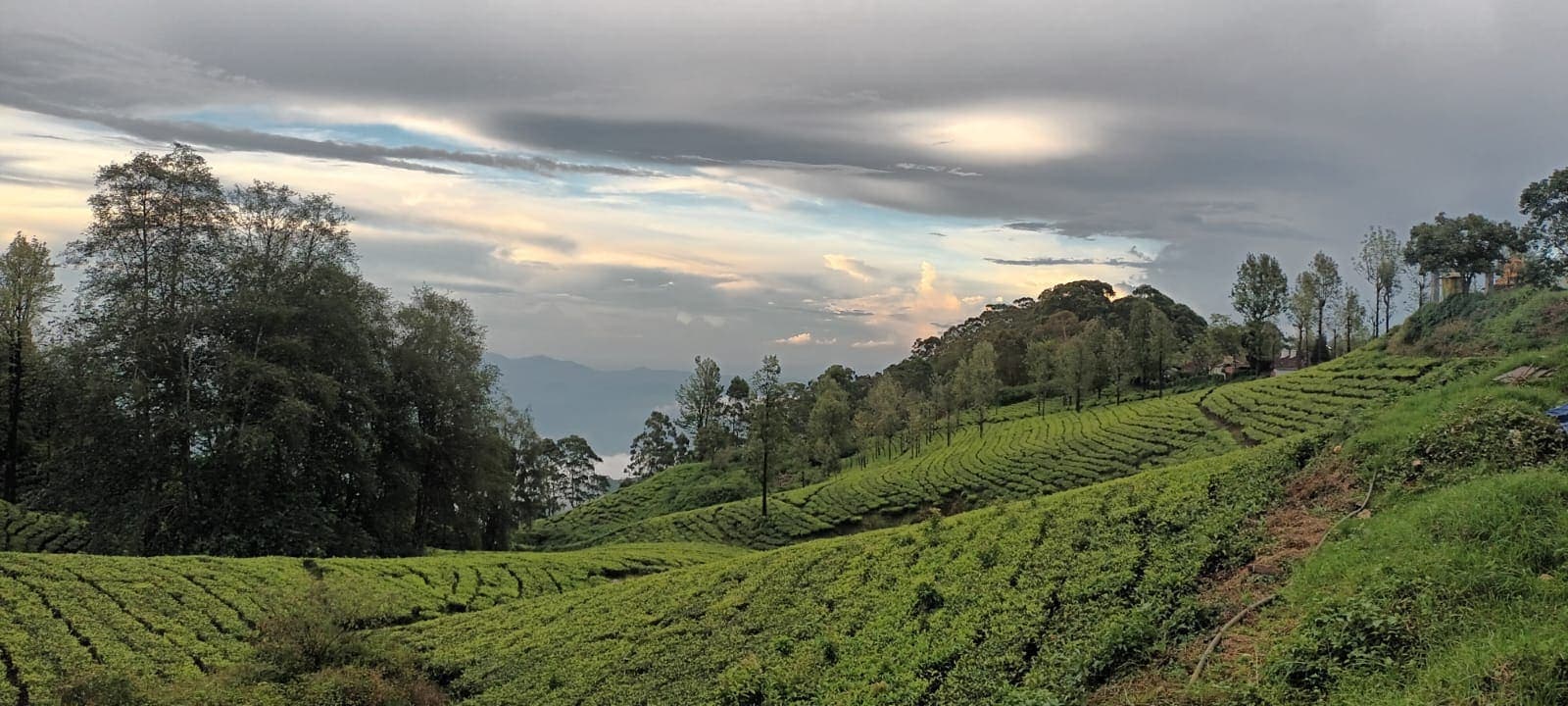 Panoramic view of rolling tea garden hills near Ooty under a cloudy sky