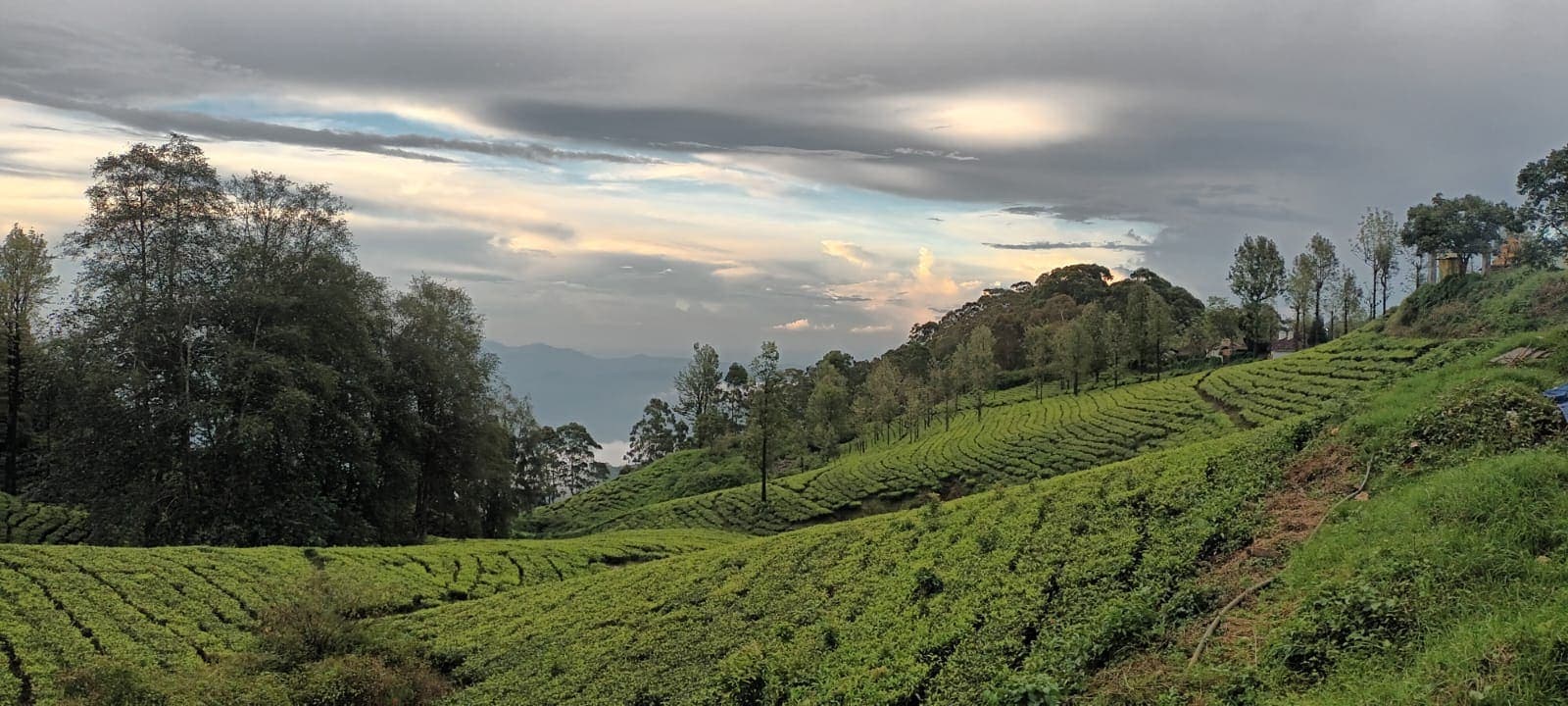 Tea garden hills near Ooty lit by evening light with dramatic clouds overhead