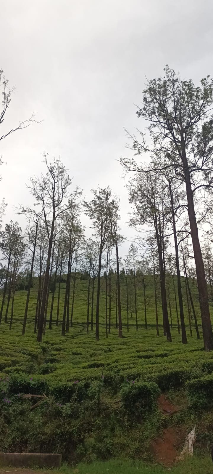 Tall trees rising above rows of tea bushes on a hillside tea estate