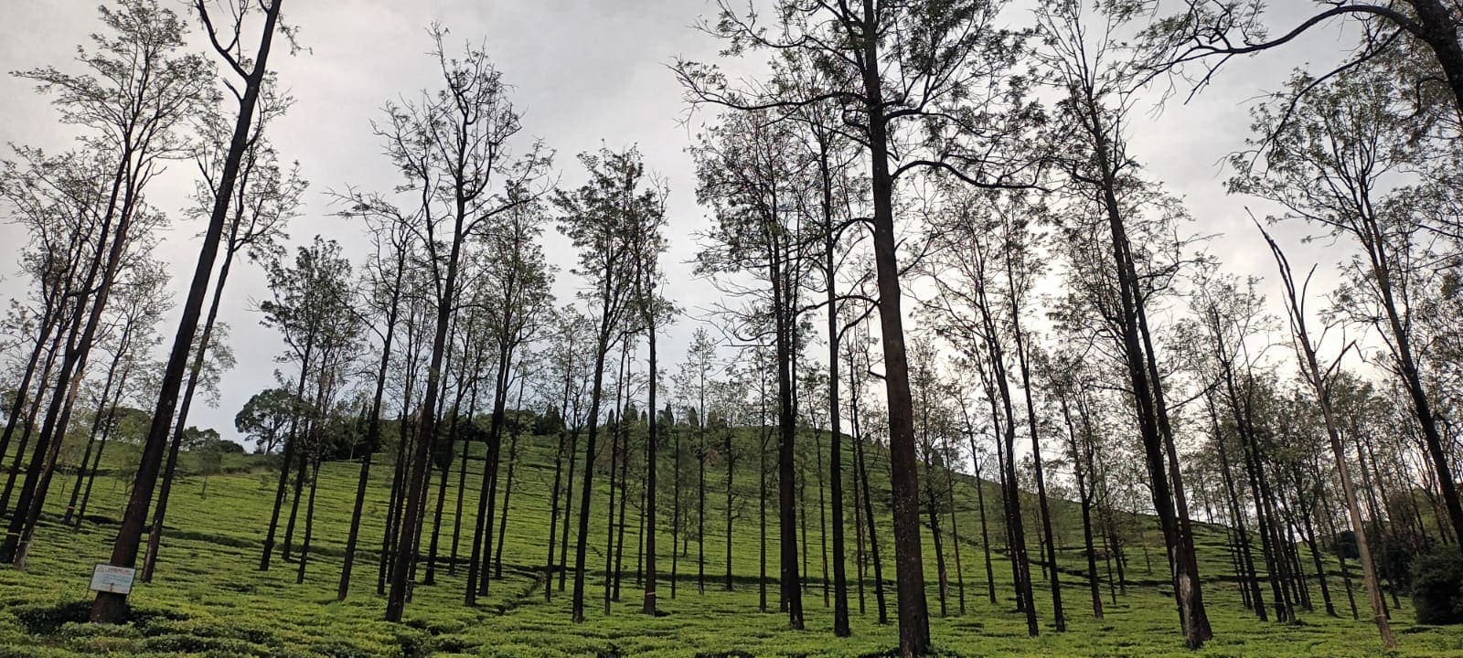 A hillside tea estate with tall trees under an overcast sky