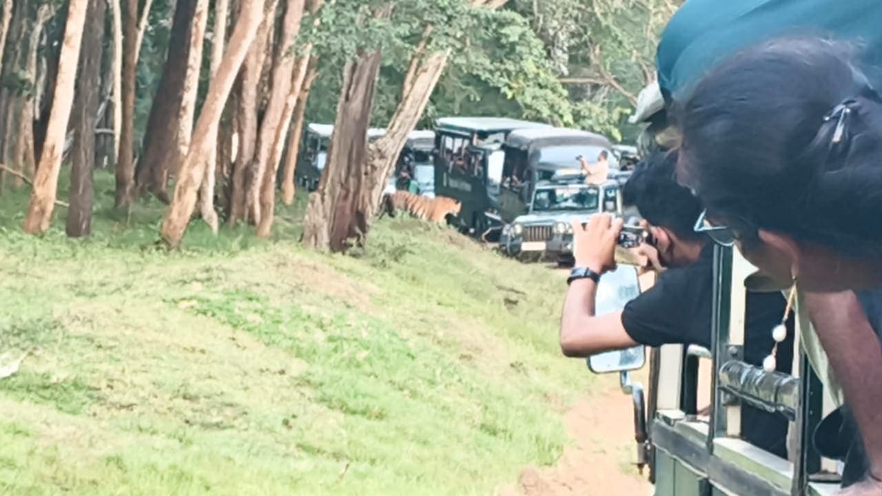 Tourists photographing a tiger from safari jeeps lined up on a forest trail