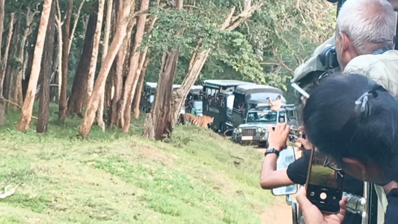 Tourists in safari jeeps photographing a tiger walking near the tree line