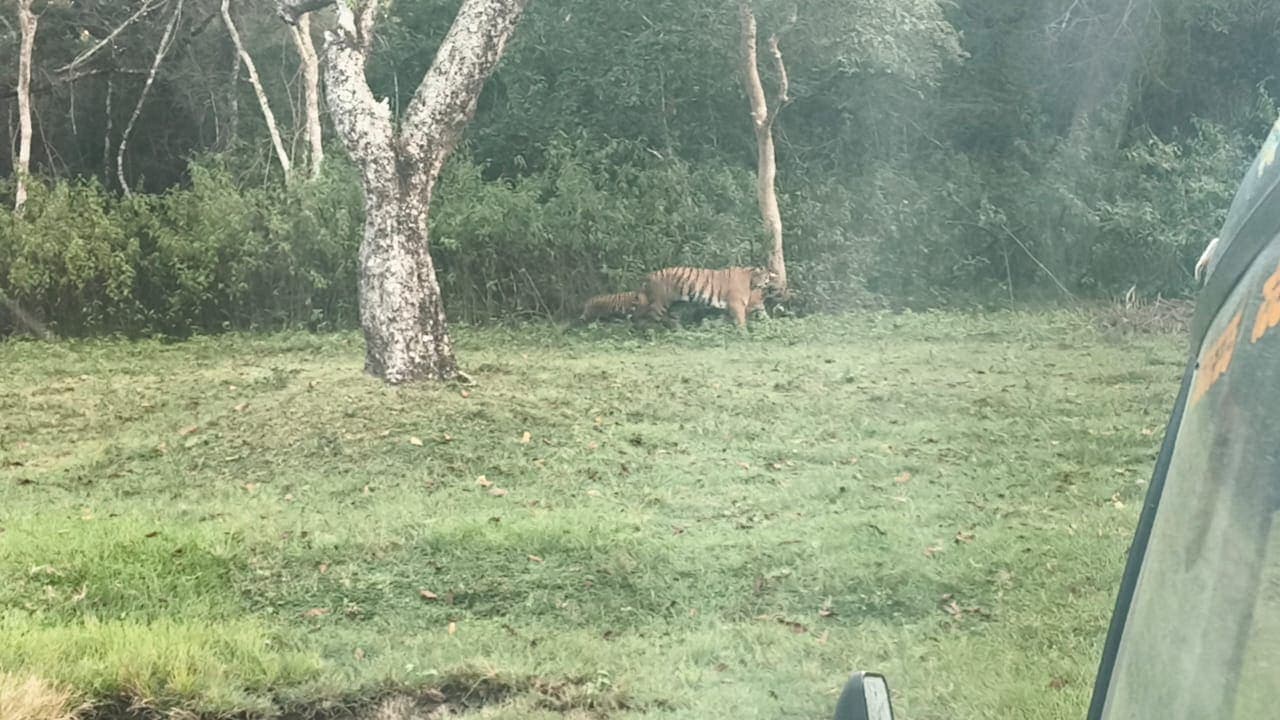 Tiger and cub spotted in the grass during a jungle safari trip organised by Renuka Tours & Travels