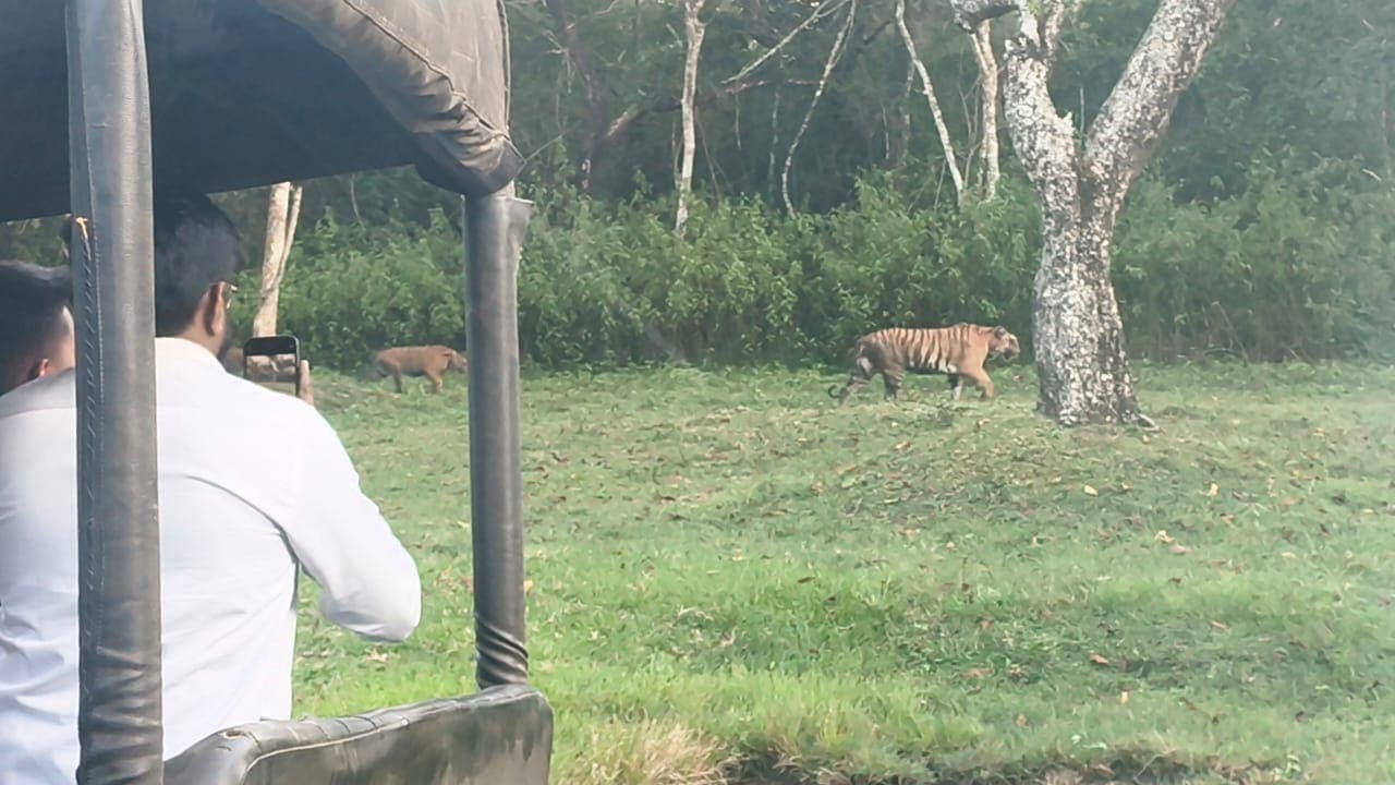 A tiger and cub walking past a tree, seen from an open safari vehicle