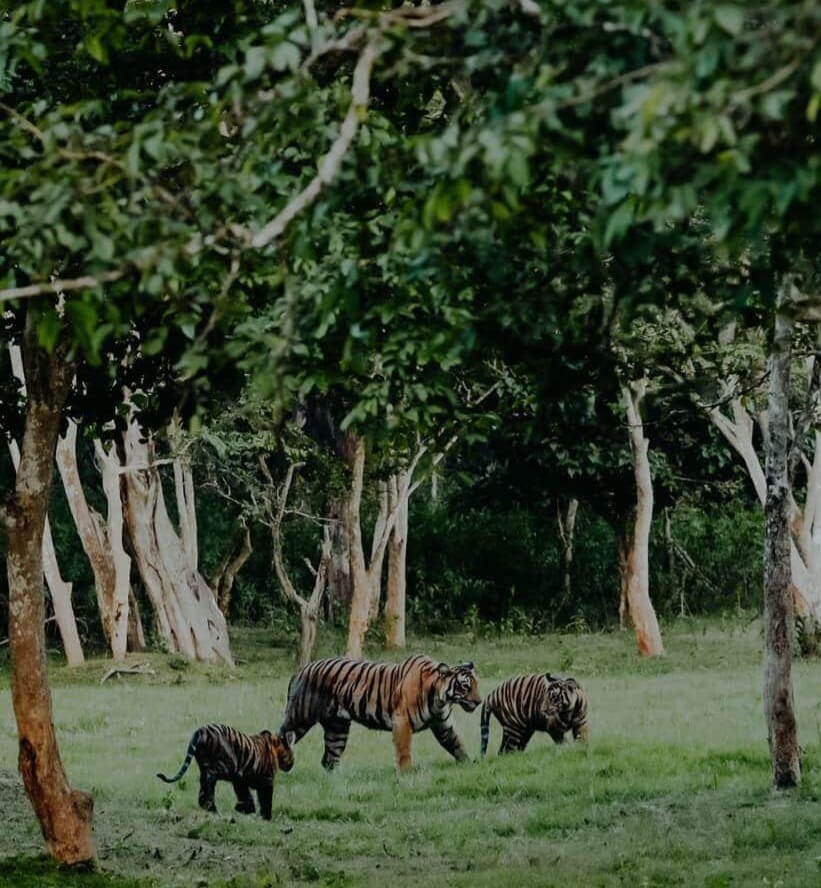 A tigress walking with two cubs through a forest clearing during a wildlife safari trip