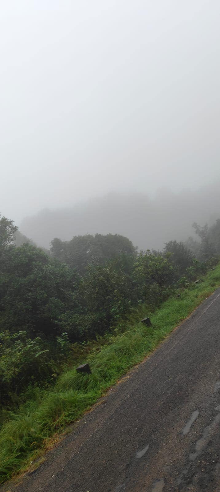 Fog rolling over green hillside shrubs along a mountain road