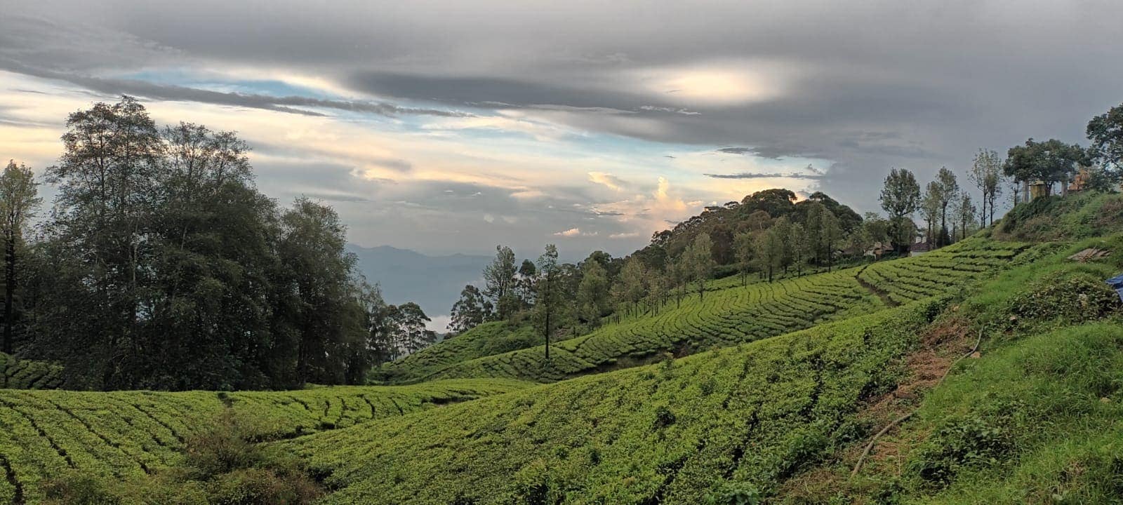 Tea garden hills near Ooty lit by evening light with dramatic clouds overhead