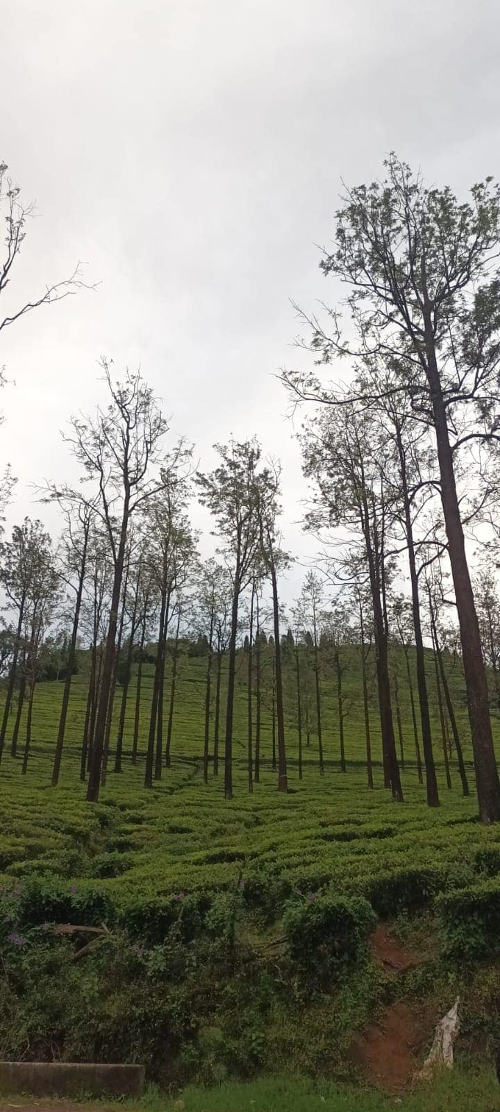Tall trees rising above rows of tea bushes on a hillside tea estate