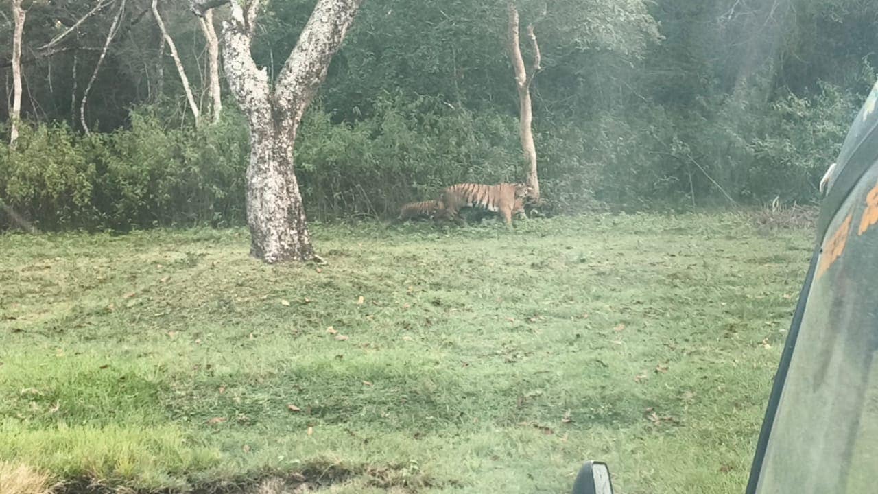 Tiger and cub spotted in the grass during a jungle safari trip organised by Renuka Tours & Travels
