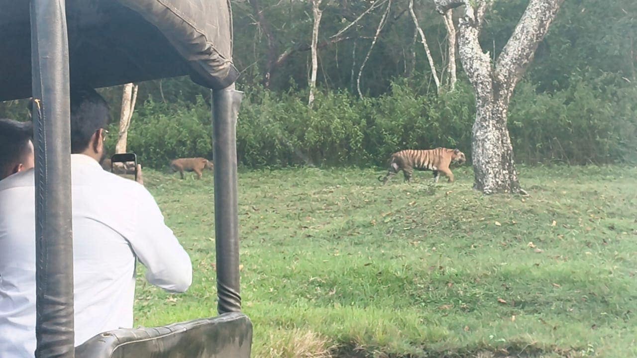 A tiger and cub walking past a tree, seen from an open safari vehicle